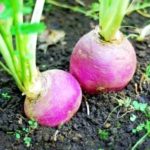 growing-turnips
